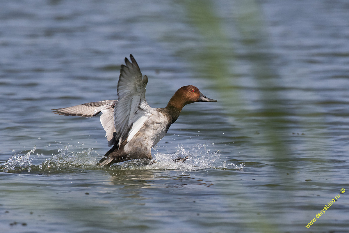   Aythya ferina Common Pochard