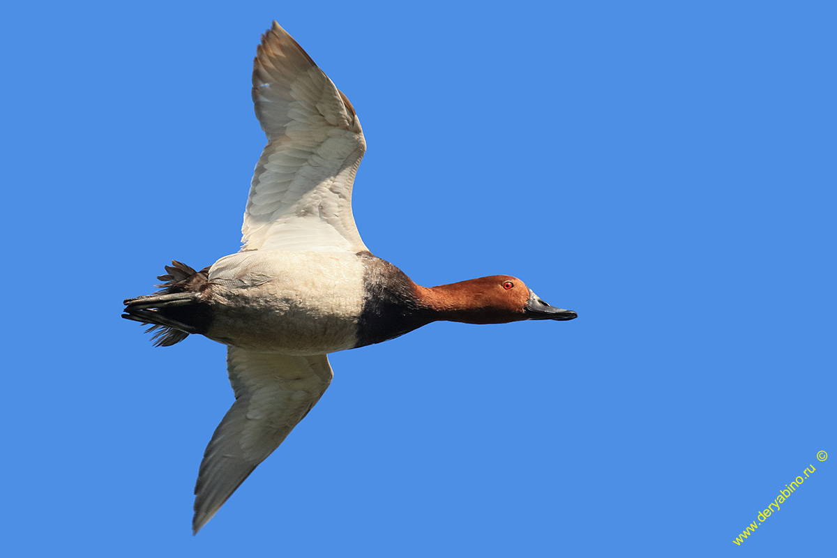   Aythya ferina Common Pochard