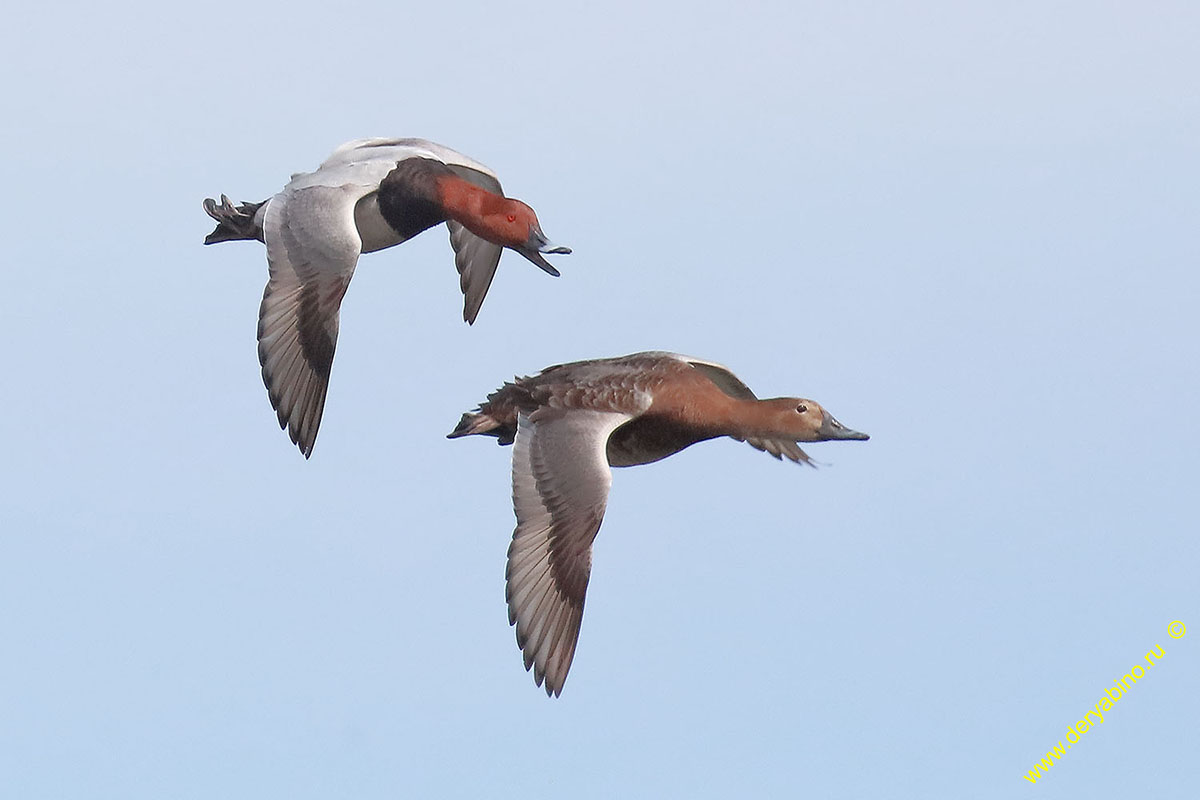   Aythya ferina Common Pochard