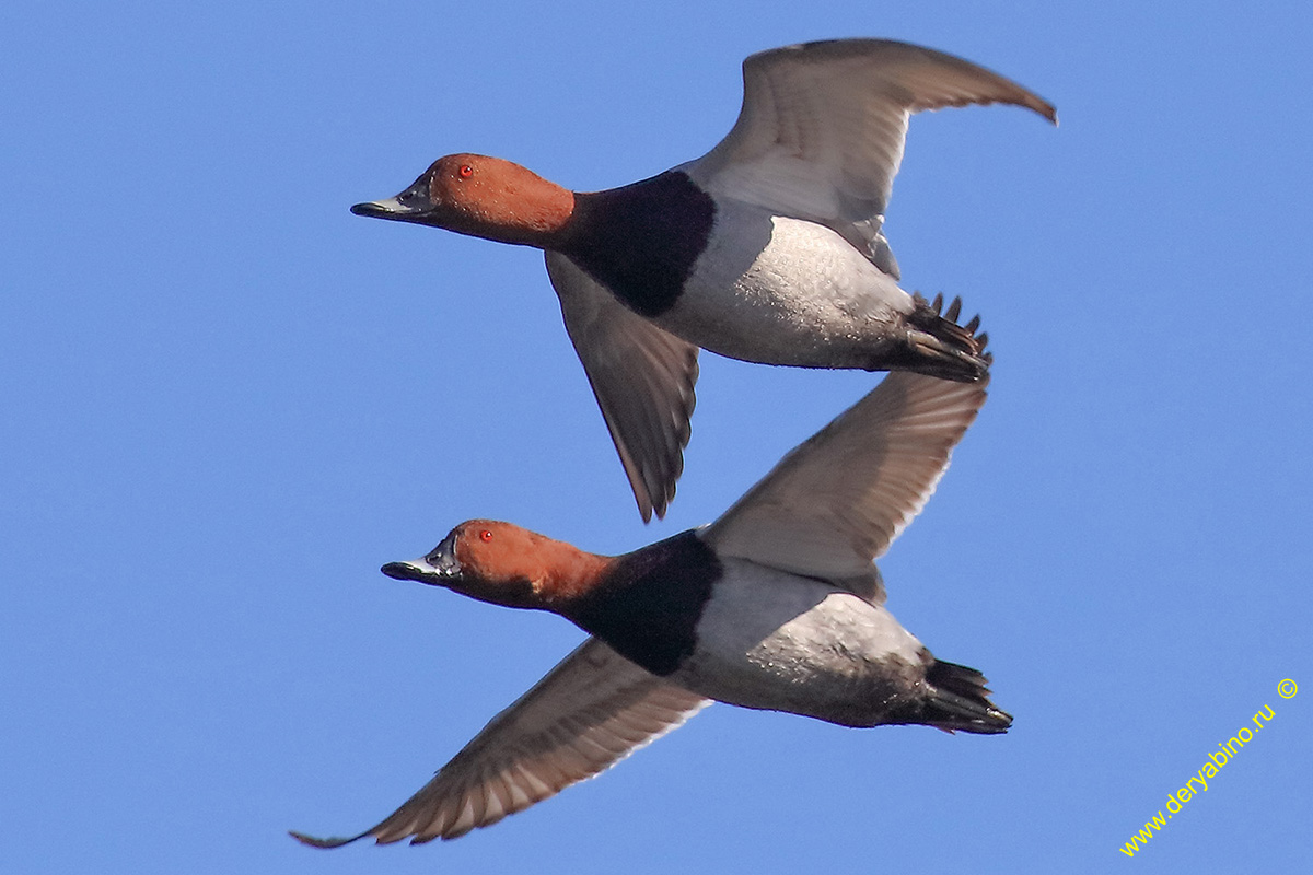   Aythya ferina Common Pochard