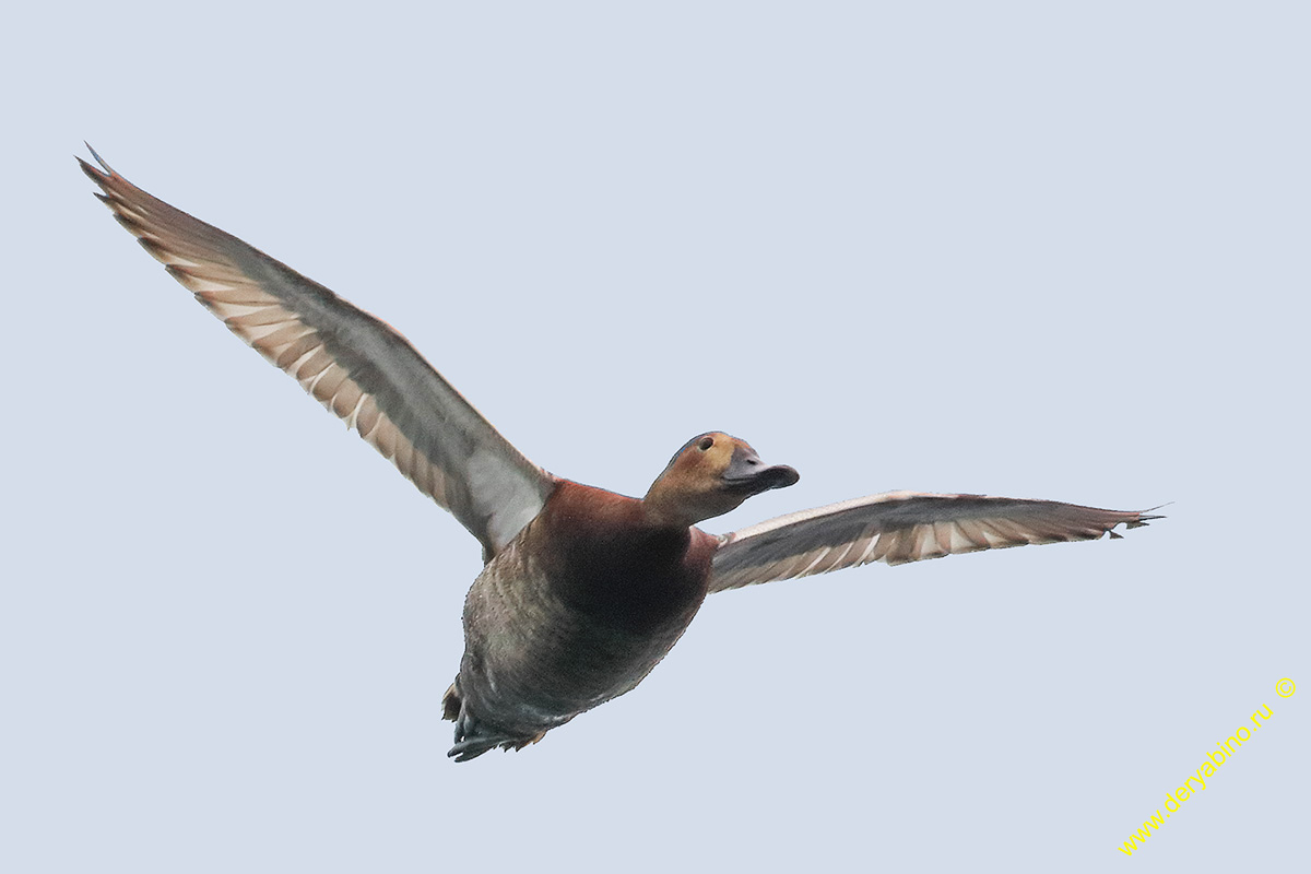   Aythya ferina Common Pochard