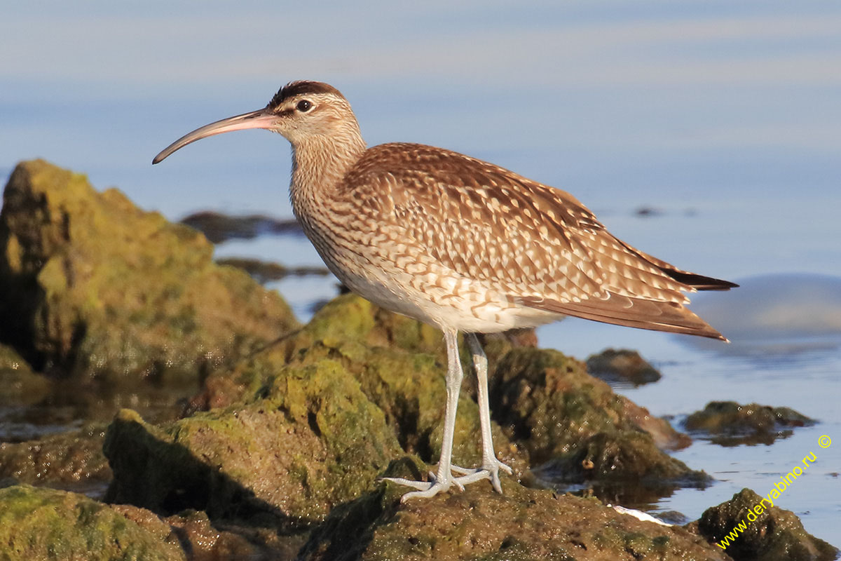   Numenius phaeopus Whimbrel