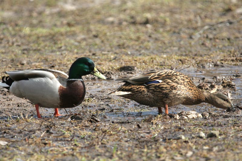 - Anas platyrhyncos Mallard