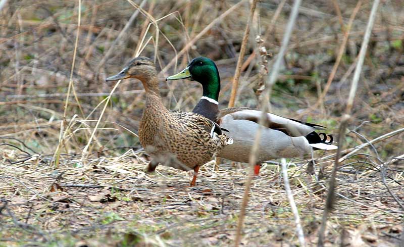 - Anas platyrhyncos Mallard