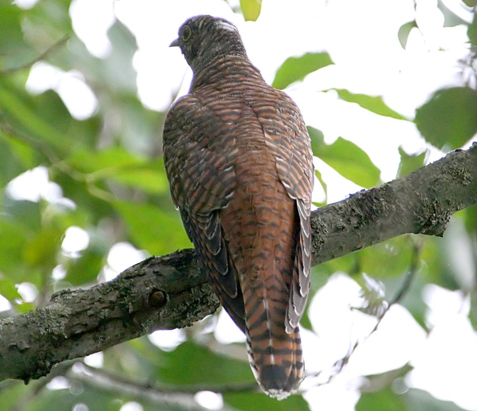   Cuculus canorus Common Cuckoo