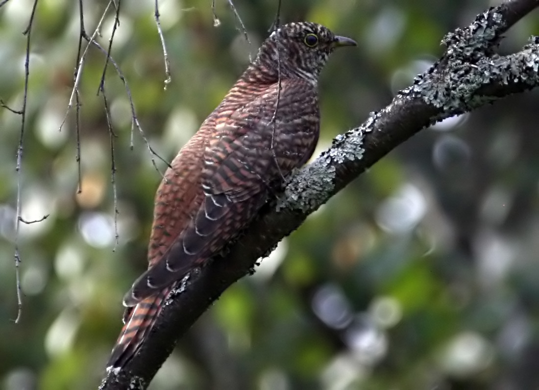   Cuculus canorus Common Cuckoo