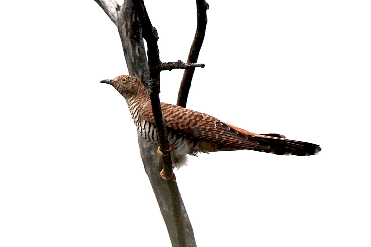   Cuculus canorus Common Cuckoo