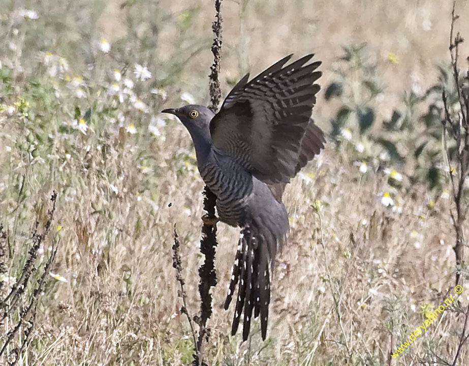   Cuculus canorus Common Cuckoo