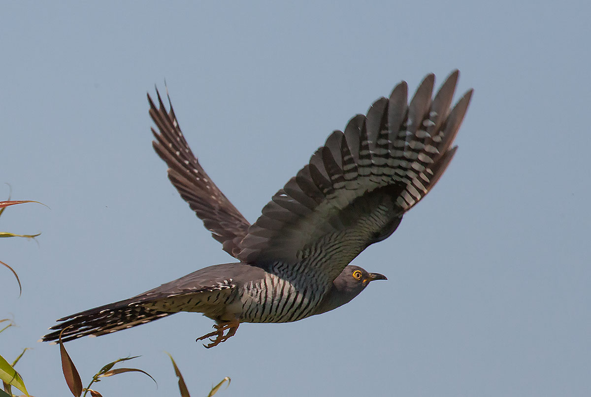   Cuculus canorus Common Cuckoo