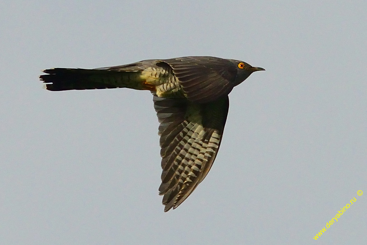   Cuculus canorus Common Cuckoo