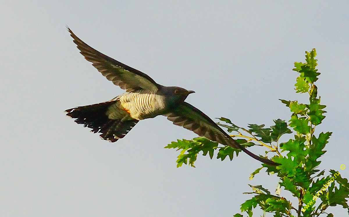   Cuculus canorus Common Cuckoo