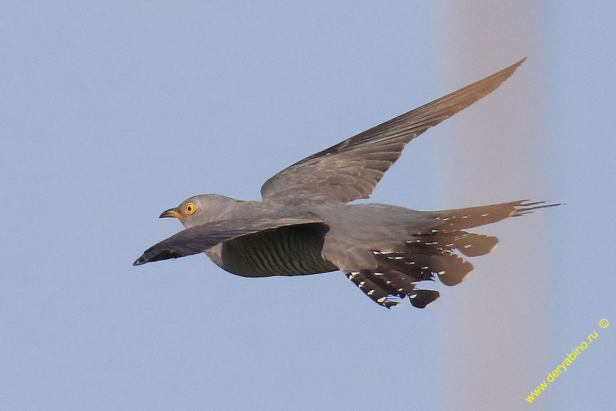   Cuculus canorus Common Cuckoo