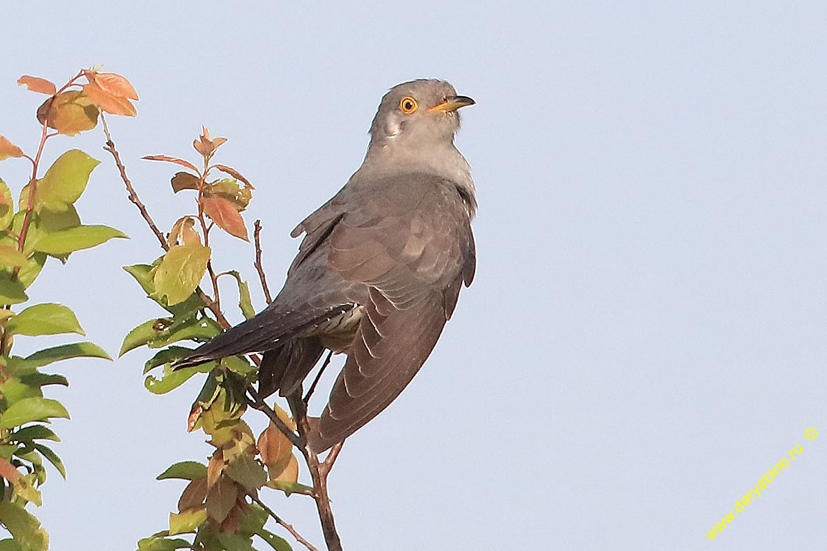   Cuculus canorus Common Cuckoo