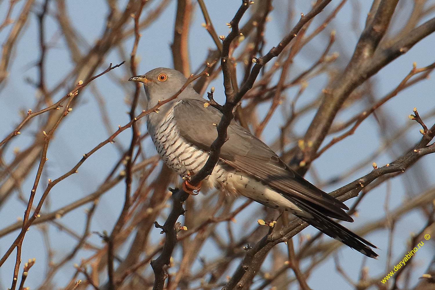   Cuculus canorus Common Cuckoo