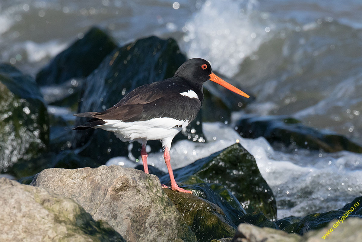 - Haematorus ostralegus Eurasian Oystercatcher