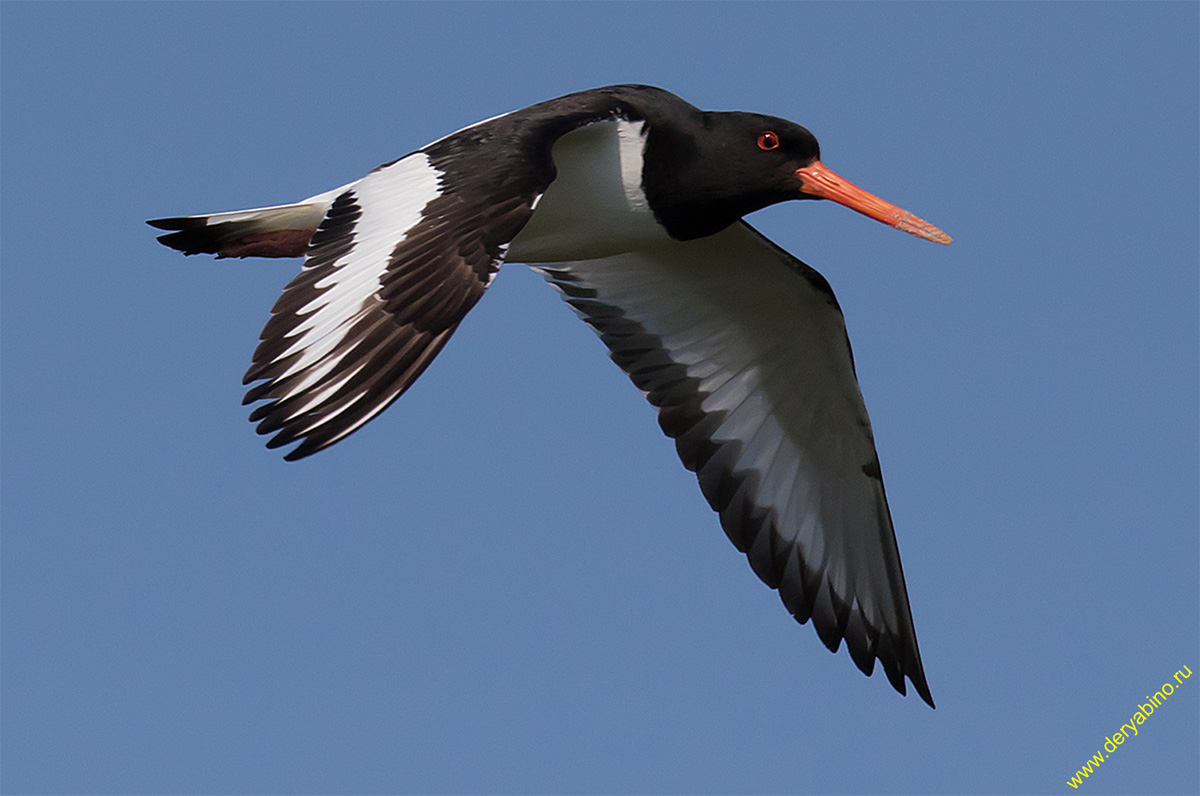 - Haematorus ostralegus Eurasian Oystercatcher