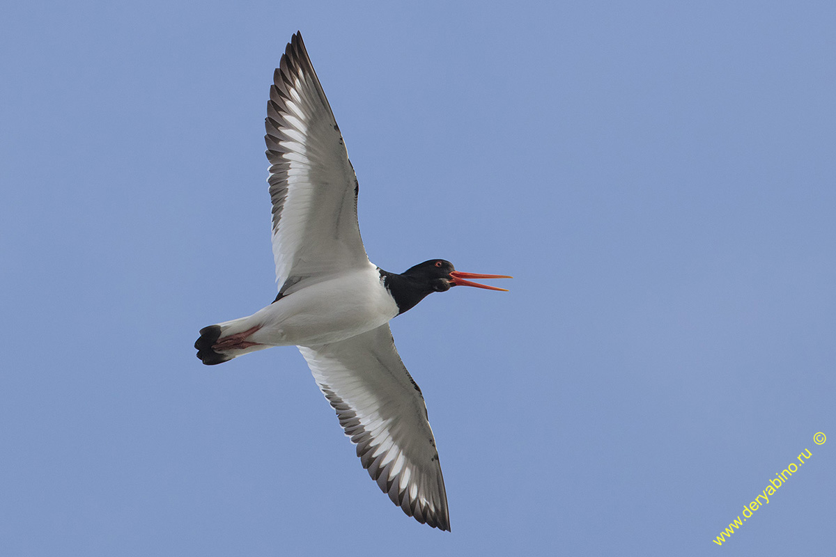 - Haematorus ostralegus Eurasian Oystercatcher