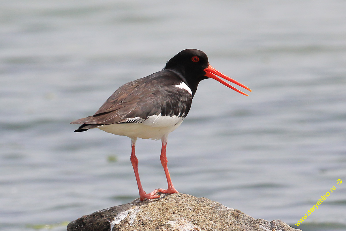 - Haematorus ostralegus Eurasian Oystercatcher