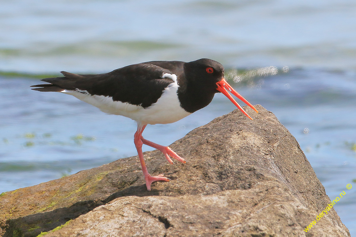 - Haematorus ostralegus Eurasian Oystercatcher