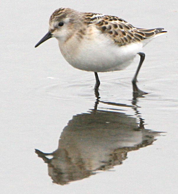 - Calidris minuta Little Stint