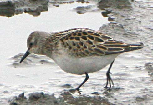 - Calidris minuta Little Stint