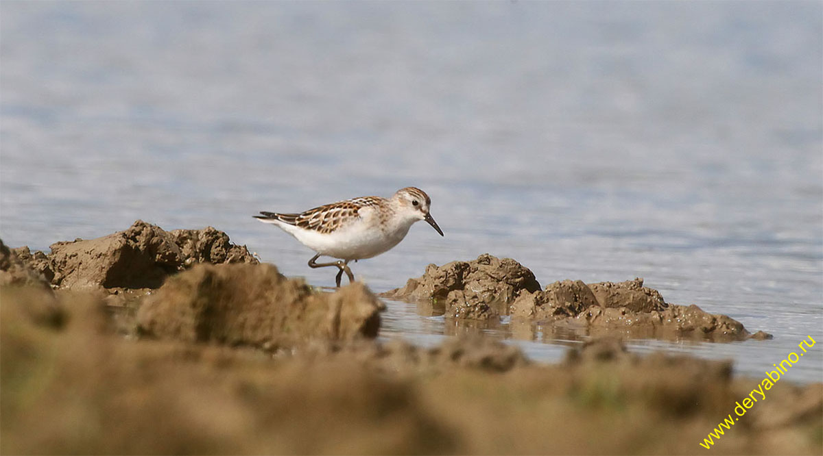 - Calidris minuta Little Stint