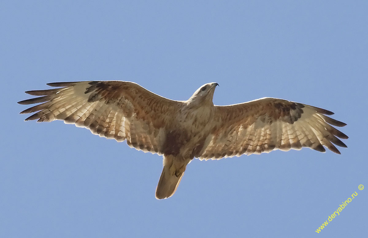  Buteo rufinus Long-legged buzzard