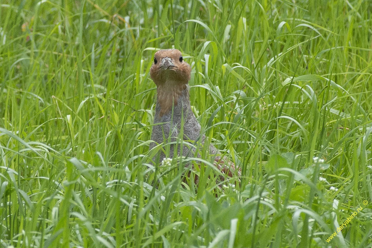   Perdix Grey Partridge