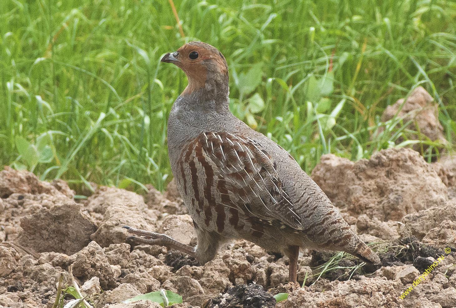   Perdix Grey Partridge