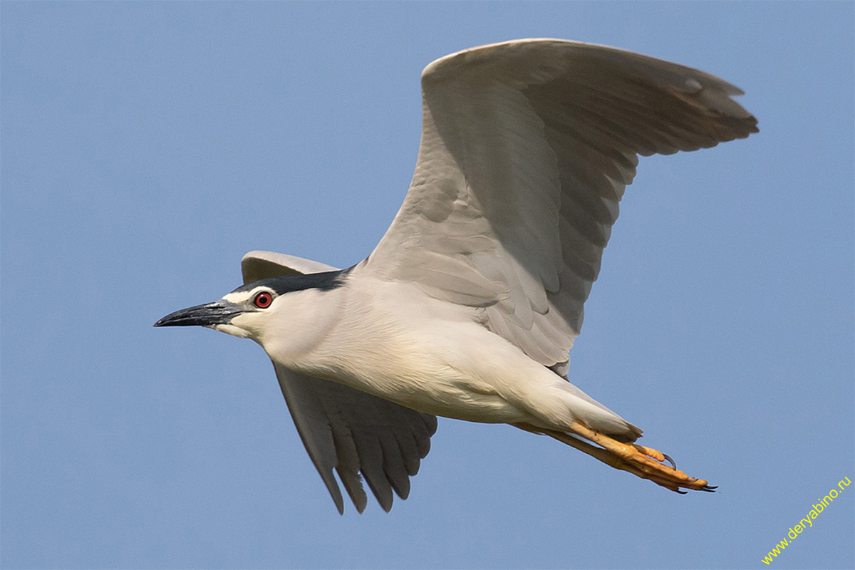   Nycticorax nycticorax Black-crowned night heron