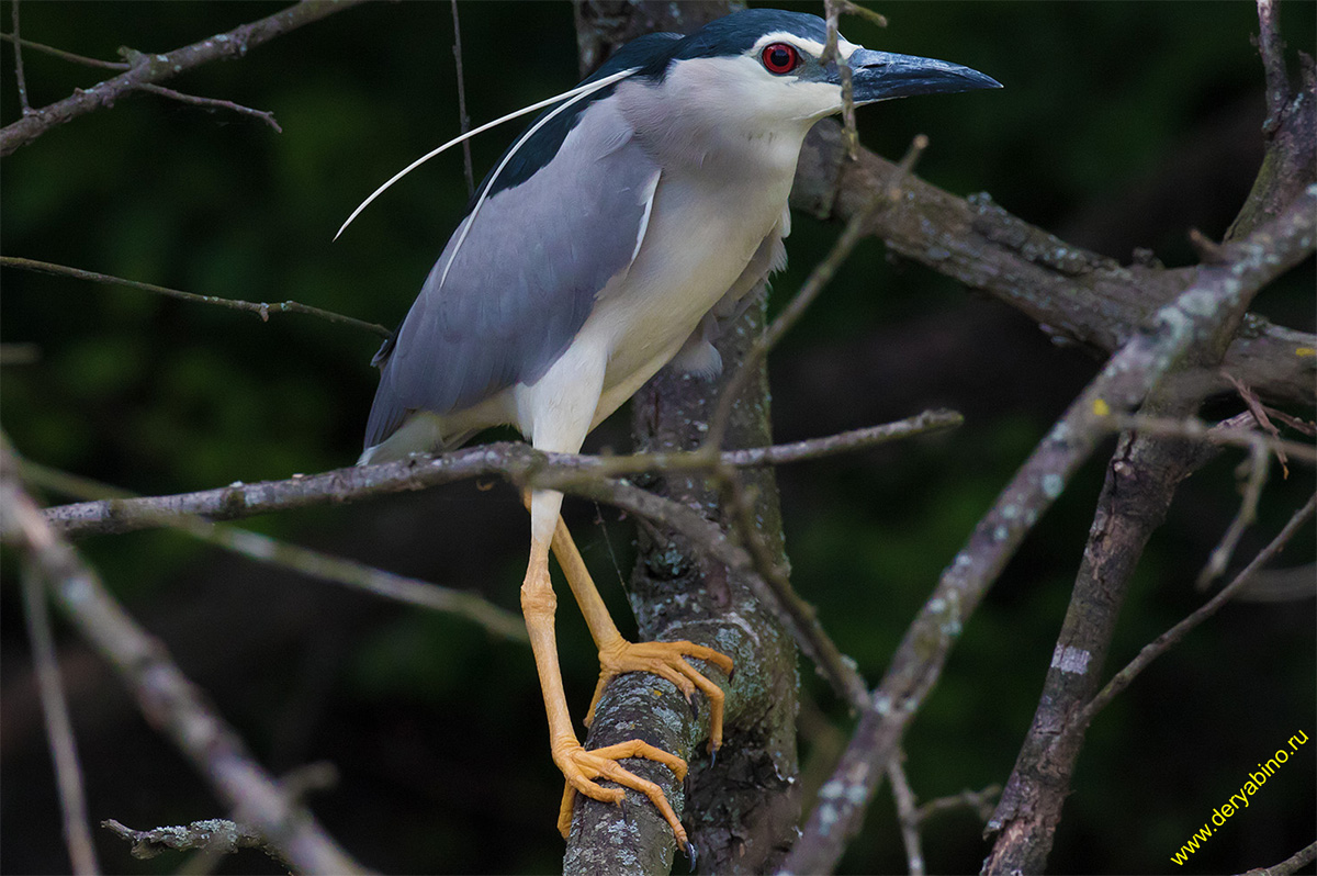   Nycticorax nycticorax Black-crowned night heron