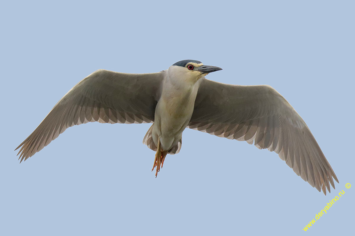   Nycticorax nycticorax Black-crowned night heron