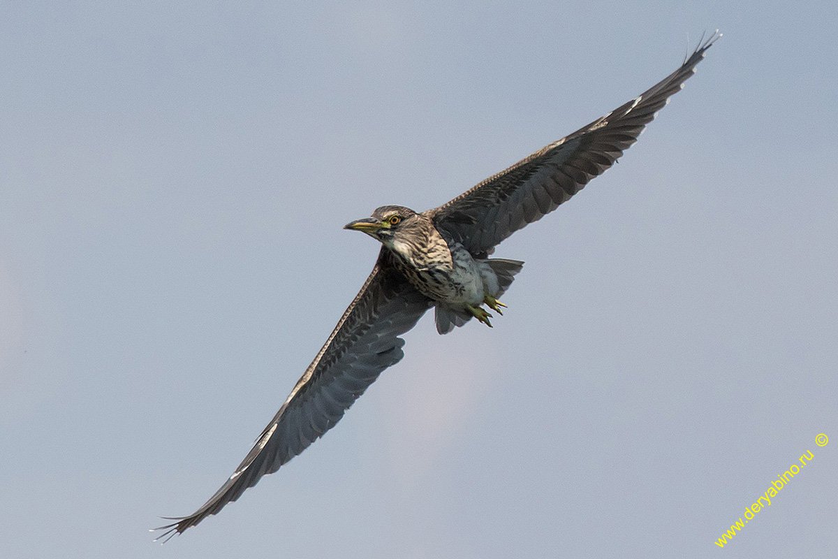   Nycticorax nycticorax Black-crowned night heron