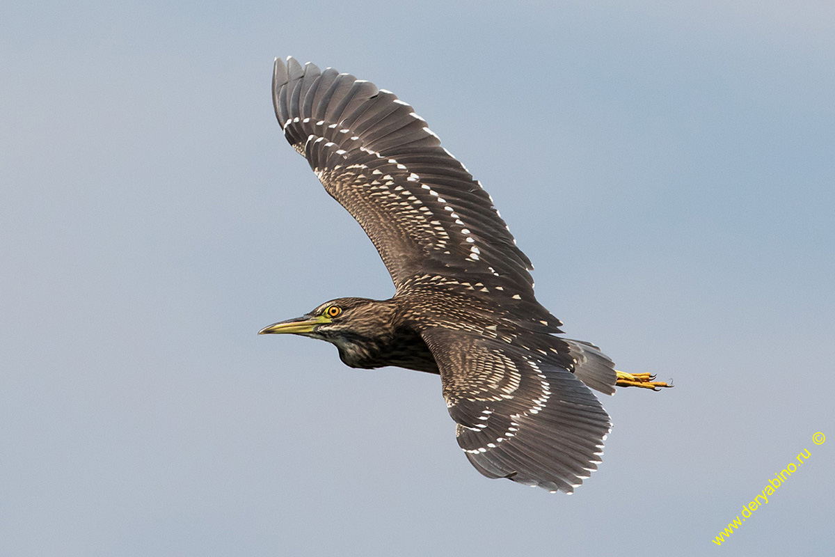   Nycticorax nycticorax Black-crowned night heron