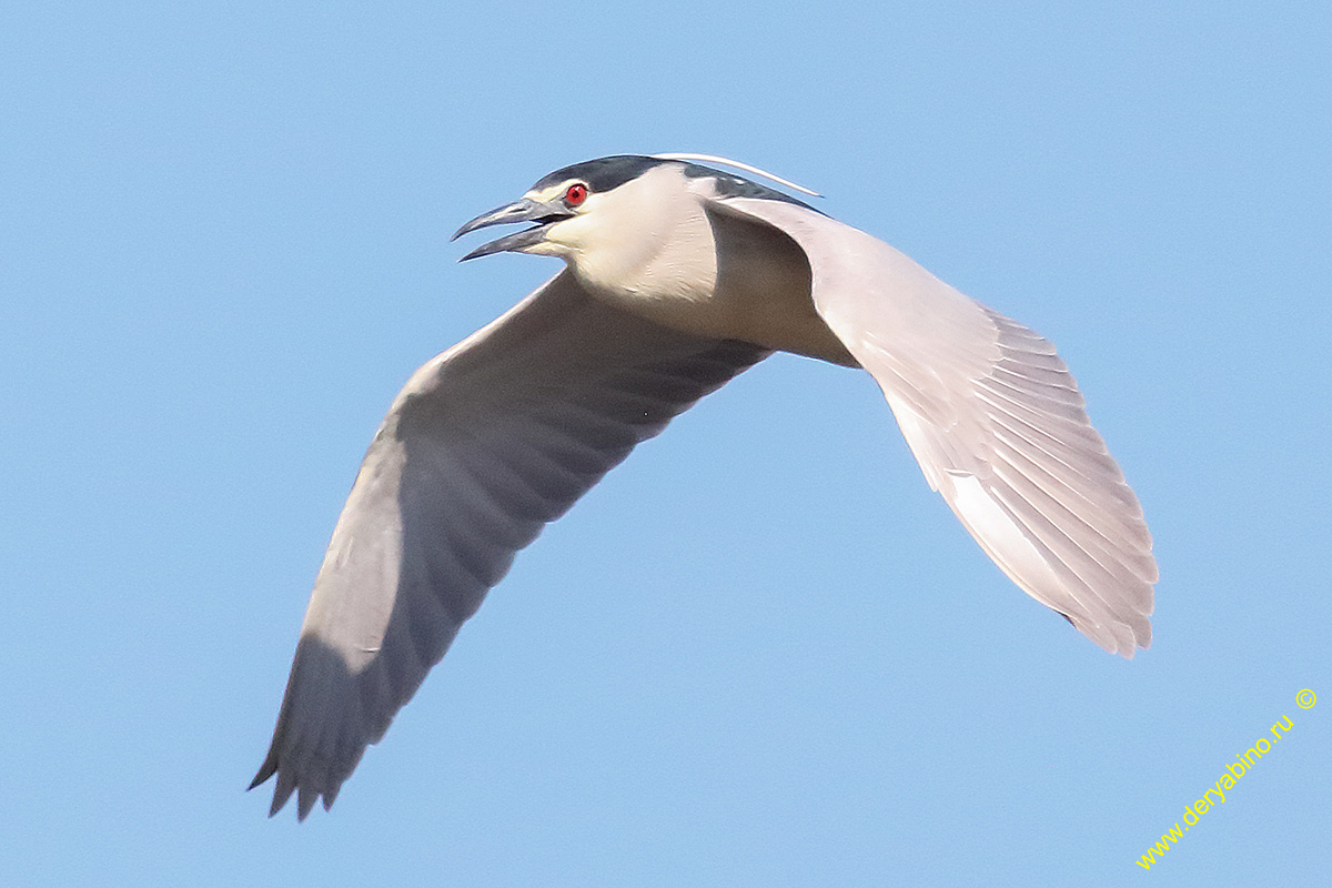   Nycticorax nycticorax Black-crowned night heron