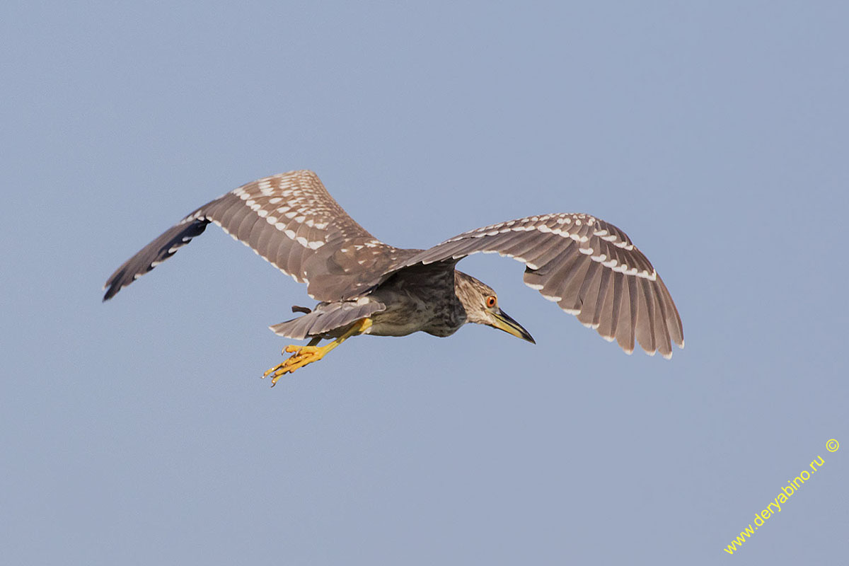   Nycticorax nycticorax Black-crowned night heron