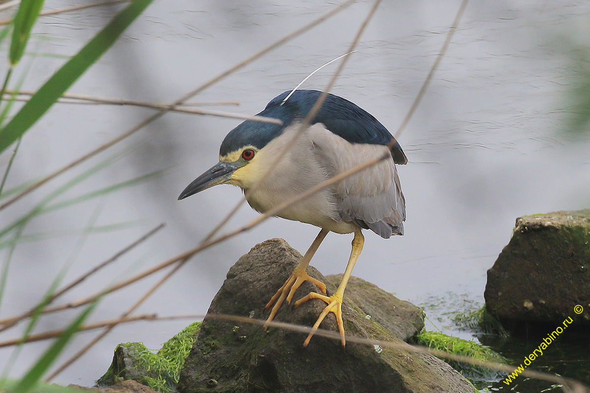   Nycticorax nycticorax Black-crowned night heron