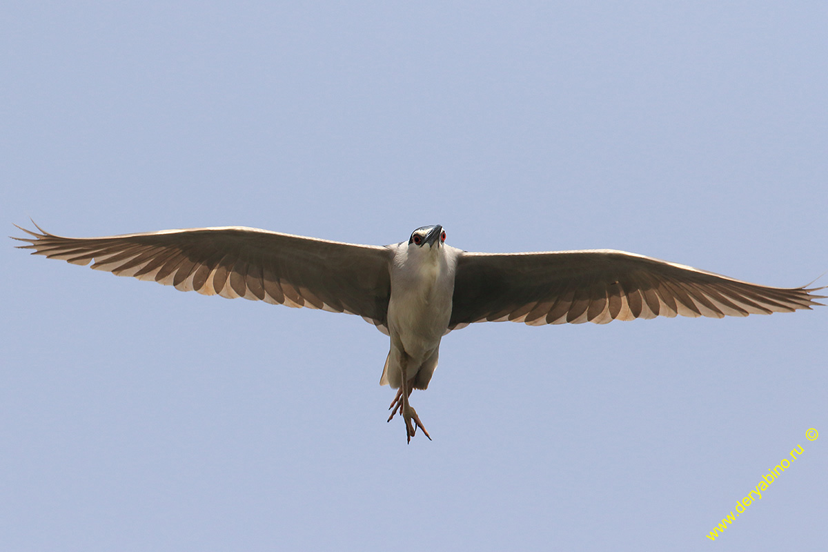   Nycticorax nycticorax Black-crowned night heron