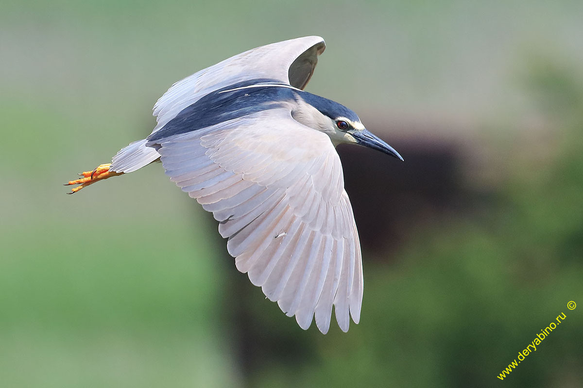   Nycticorax nycticorax Black-crowned night heron