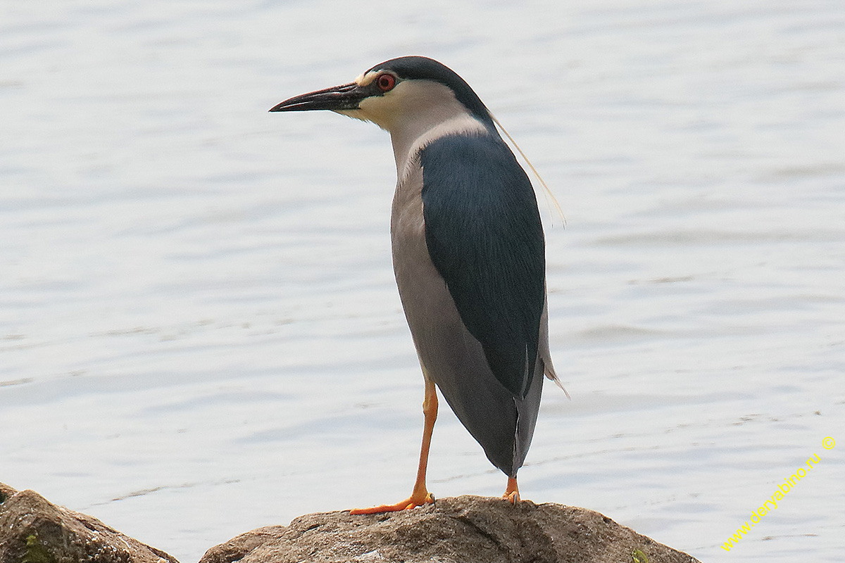   Nycticorax nycticorax Black-crowned night heron