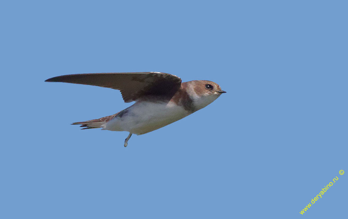 - Riparia riparia Sand martin