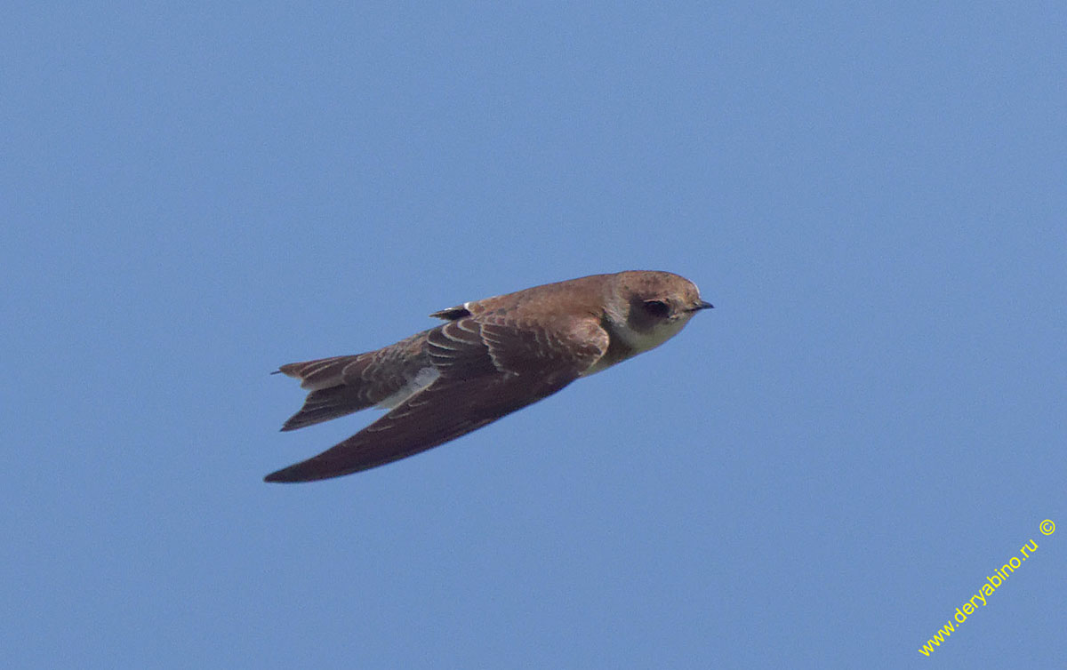 - Riparia riparia Sand martin