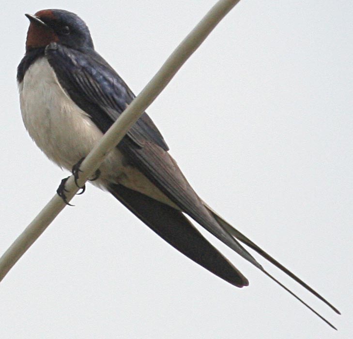   Hirundo rustica Barn Swallow