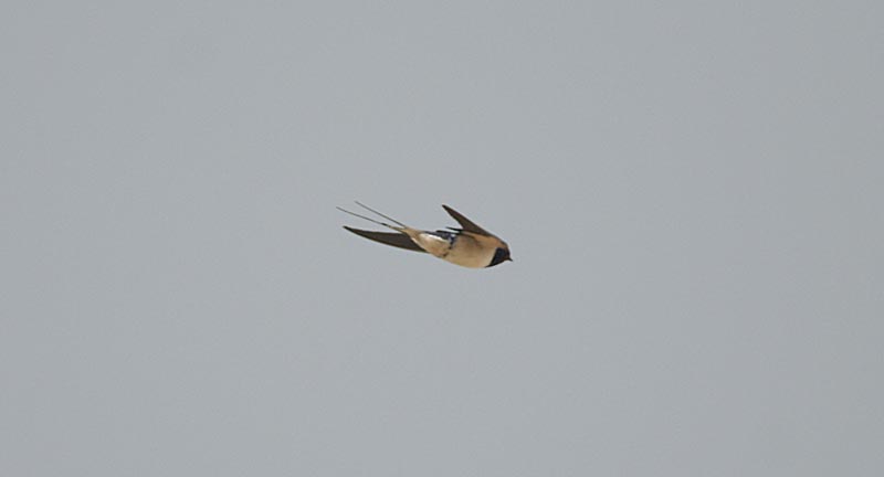   Hirundo rustica Barn Swallow