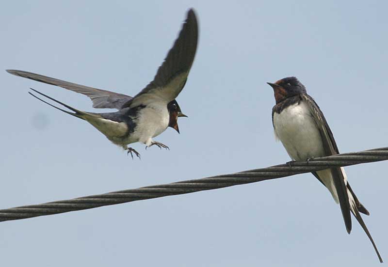   Hirundo rustica Barn Swallow