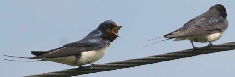   Hirundo rustica Barn Swallow