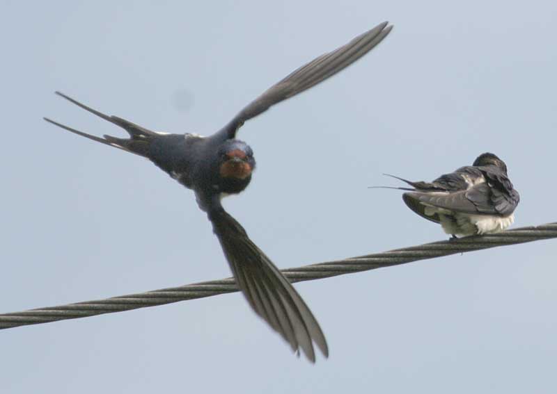   Hirundo rustica Barn Swallow
