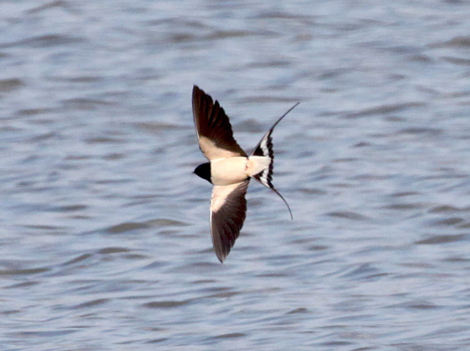   Hirundo rustica Barn Swallow