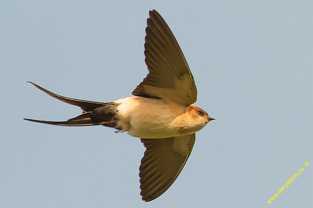   Hirundo daurica Cecropis daurica Red-rumped swallow