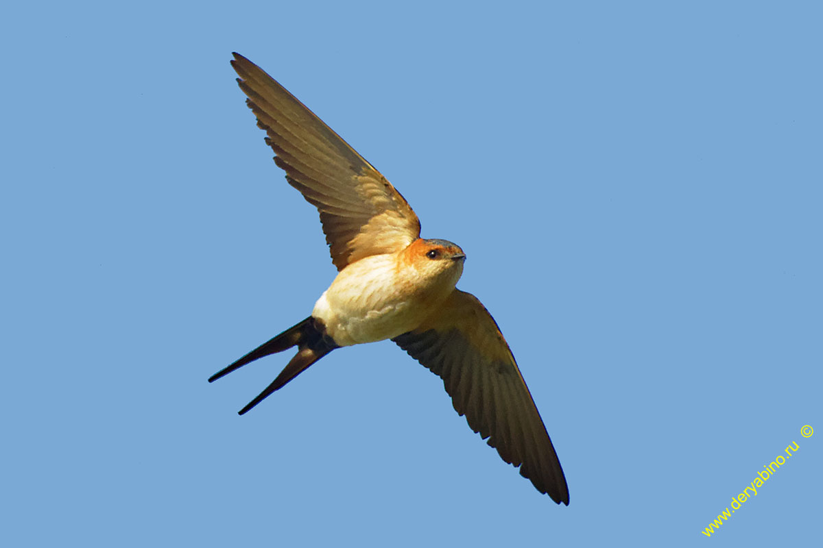   Hirundo daurica Cecropis daurica Red-rumped swallow